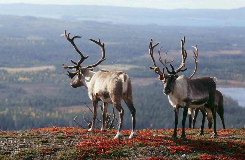обучение в Финляндии